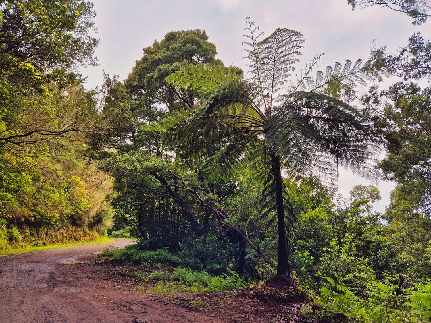PR5 Faja dos Rolos Circuit path through lush forest with large tree fern.