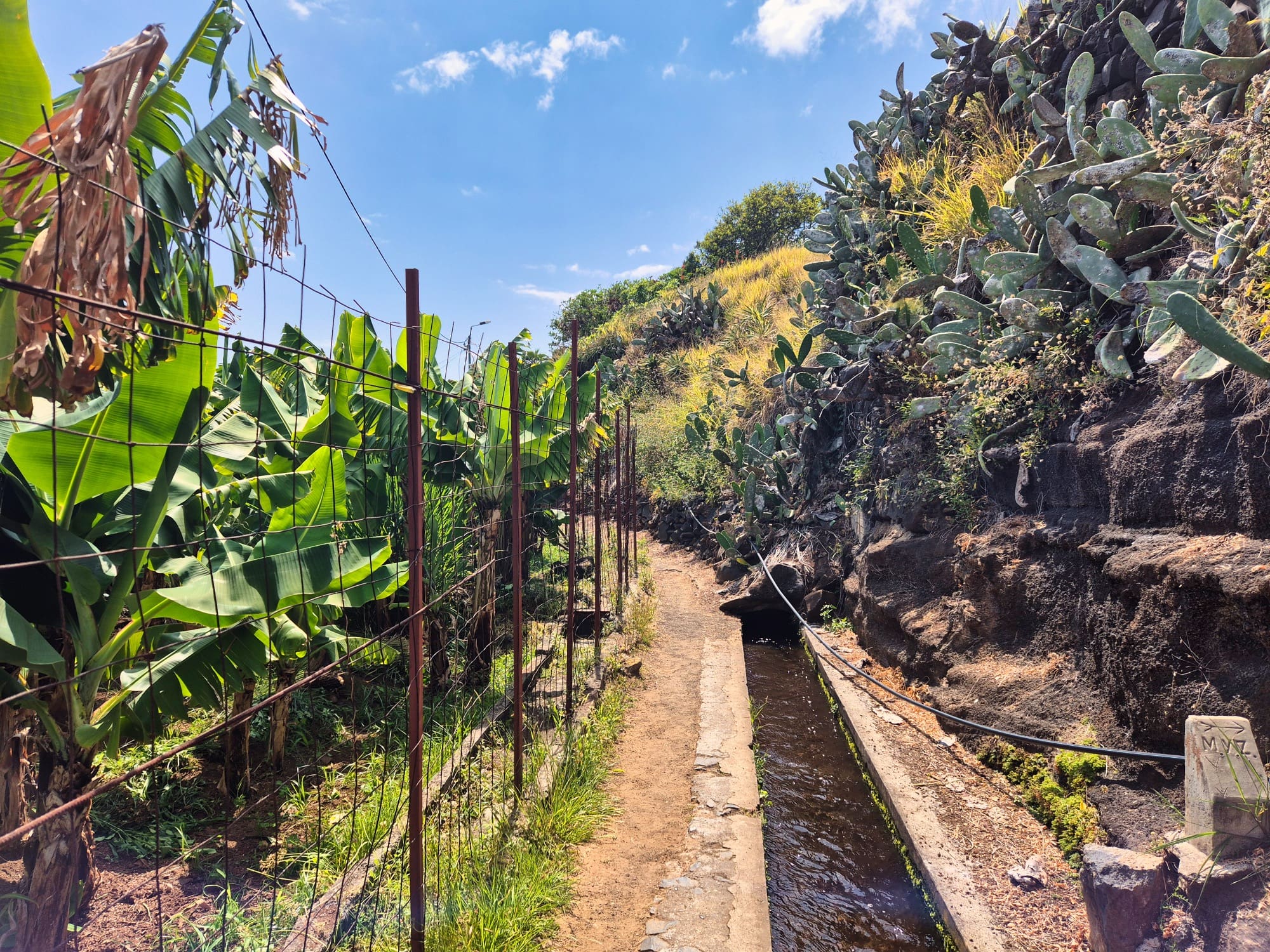 Levada Dos Piornais trail with banana plants on the left and rocky terrain with prickly pear cactus on the right, alongside a water channel.