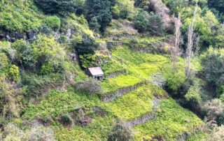 Zelené terasovité svahy s kamennou cestou a malou kamennou chatkou na trase Levada do Moinho a Levada Nova